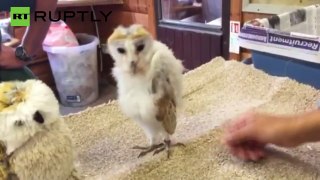 Funky Owl Shows Off Groovy Dance Moves