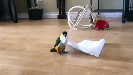 Little Bird Plays With Paper Towel