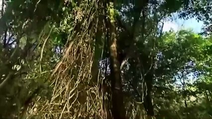 Nationalgeographic Kids || Amazing Discoveries of Unknown Animal Species Wildlife Animals
