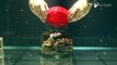 See amazing video how an Octopus Escapes Jar