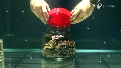 See amazing video how an Octopus Escapes Jar