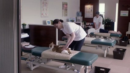 cats wanted diary kitty massage