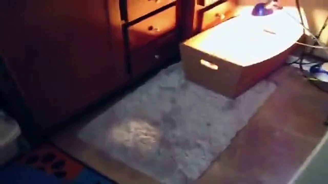 Piglet waking up from a nap