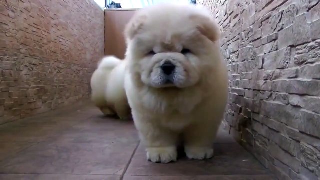 Просто милота для души