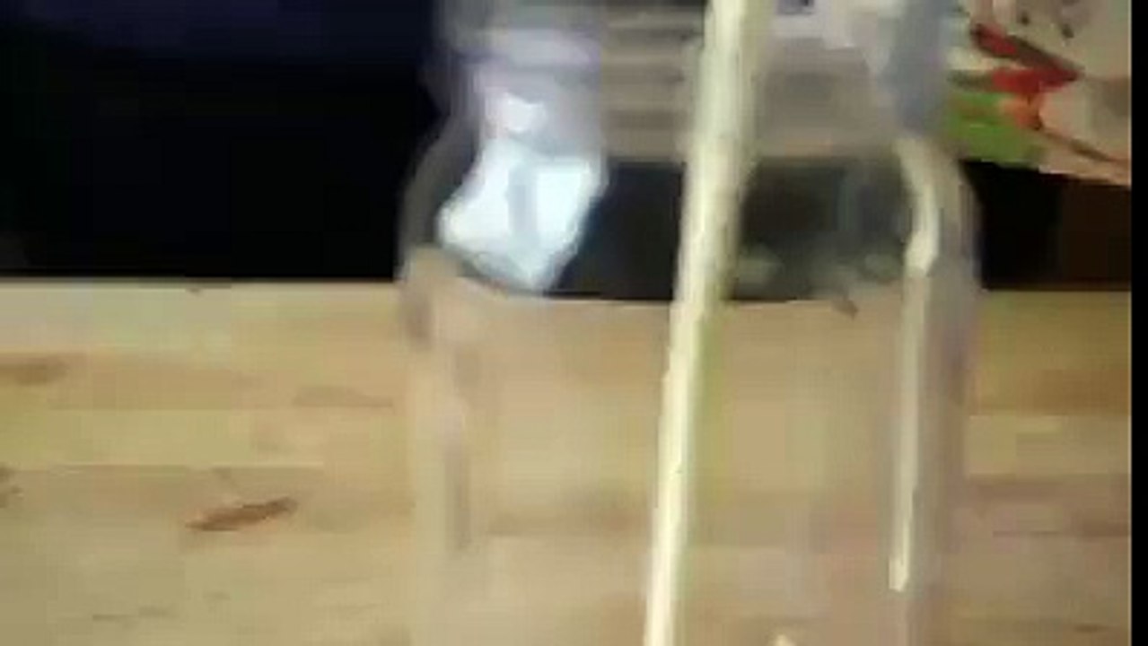 WHIPP CREAM