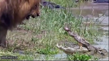 Biggest Wild Animal Fights #2 - Amazing Videos