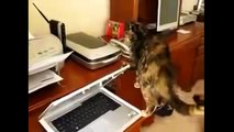 Katzen Video - Lustige Katzen Videos in nur einer Compilation !!!  3