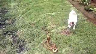 Dog Vs Snake-