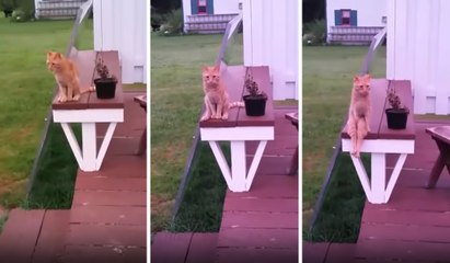 İnsan Gibi Oturan Kedi