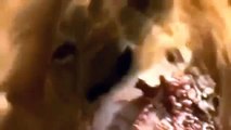 Documental de Leones Salvajes Cazando Bufalos Español | Documentales National Geograpghic