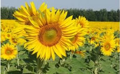 What are the Hidden Benefits of Sunflowers for Beauty and Your Healty