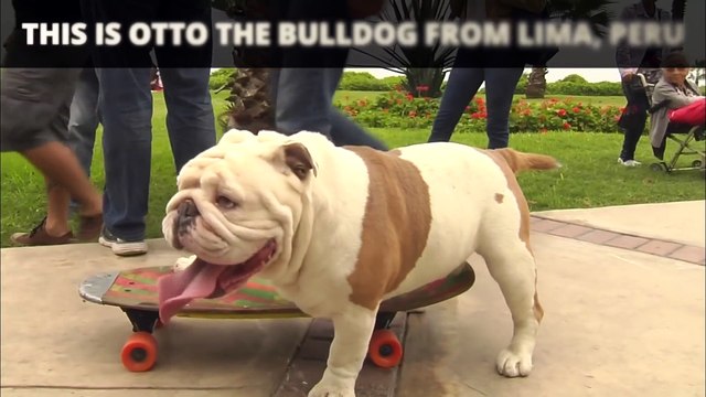 Собакен - попавший в книгу рекордов