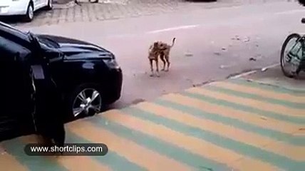 Dog Dance In Happy Mood