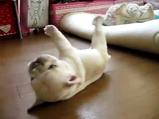 Video Chú chó ngộ nghĩnh -Funny dog