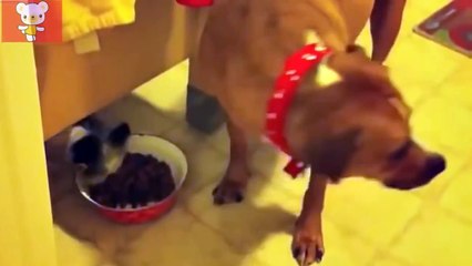 Приколы с животными лето 2014 ● Смех до слез! ● Funny Animals Compilation ● Laughter to tears!
