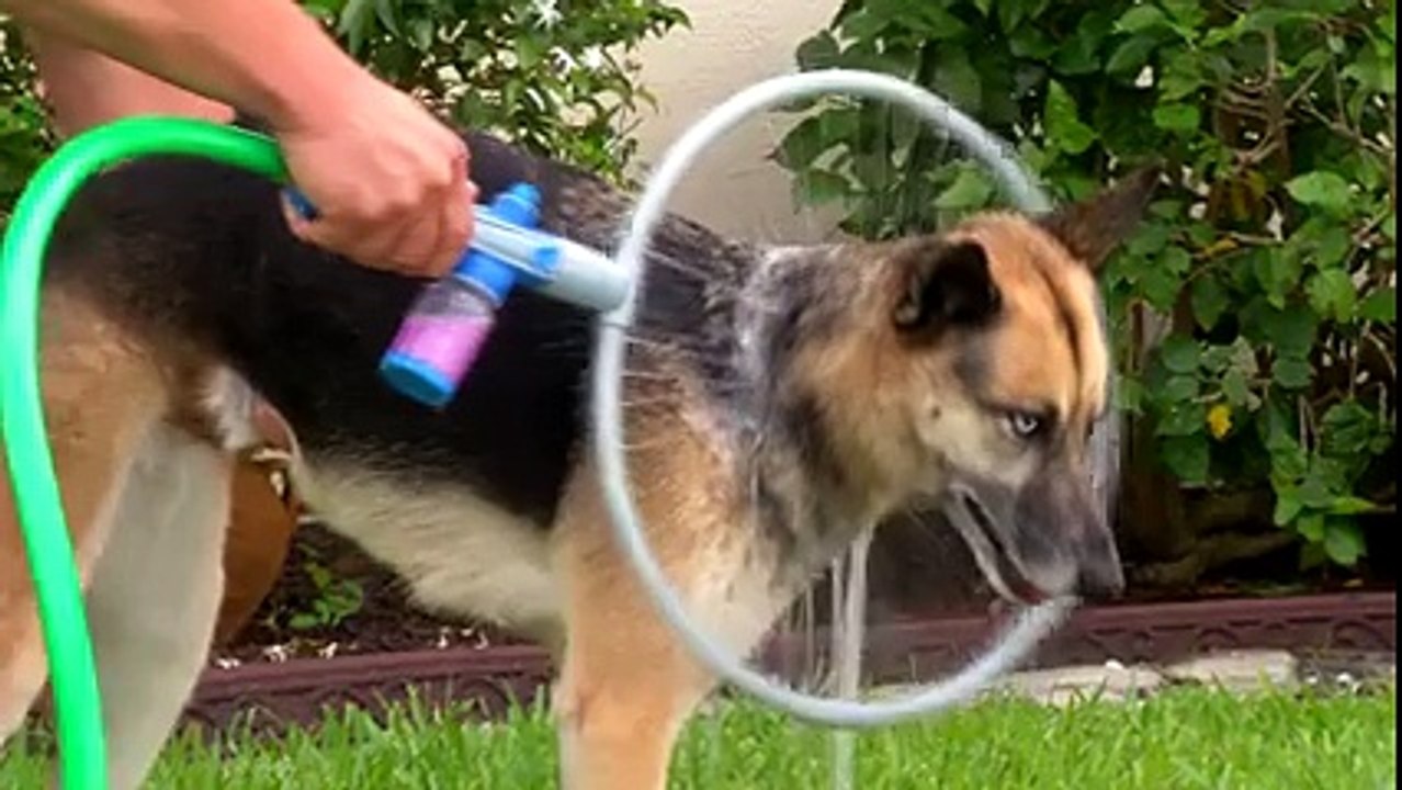 Every DOG owner needs one of these.