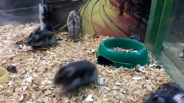 Что то пошло не так - funny hamster