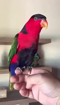 Попугай пародирует телефонный звонок