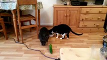 Hilarant : Des chats terrorisés par des concombres