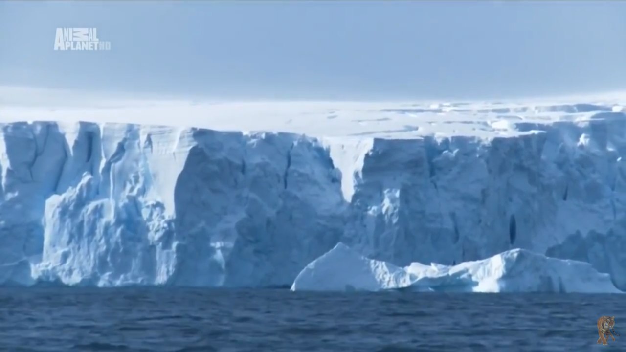 Чудеса голубой планеты . "Антарктика"  7 Серия