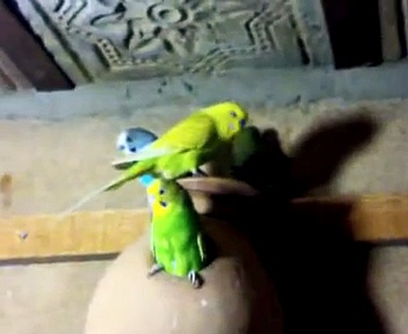 Australian Parrots. - video Dailymotion