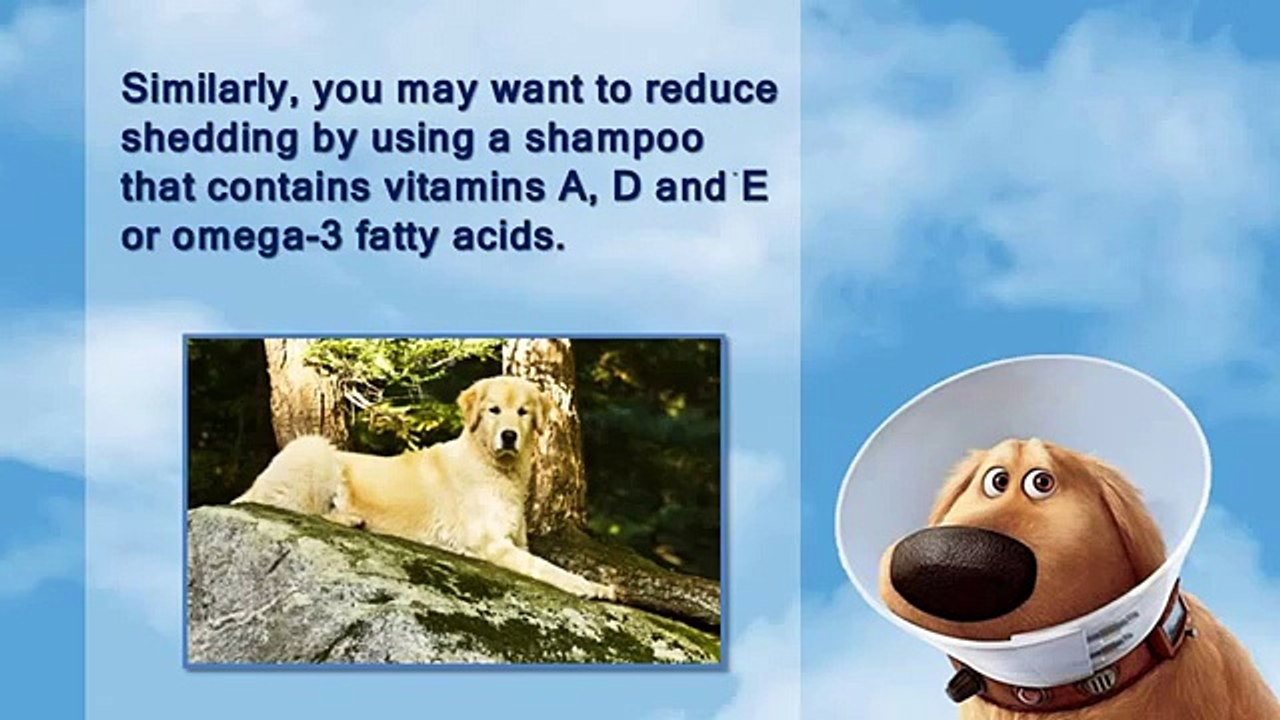 Top 5 Items You Need to Groom Your Dog