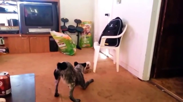 Ты не ты, когда голоден )