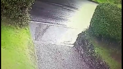 Pet dogs drag Devon mum off during walkies