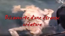 Découverte d'une étrange créature
