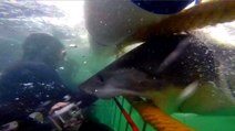 Great White Shark Strikes At Diver With Incredible Speed