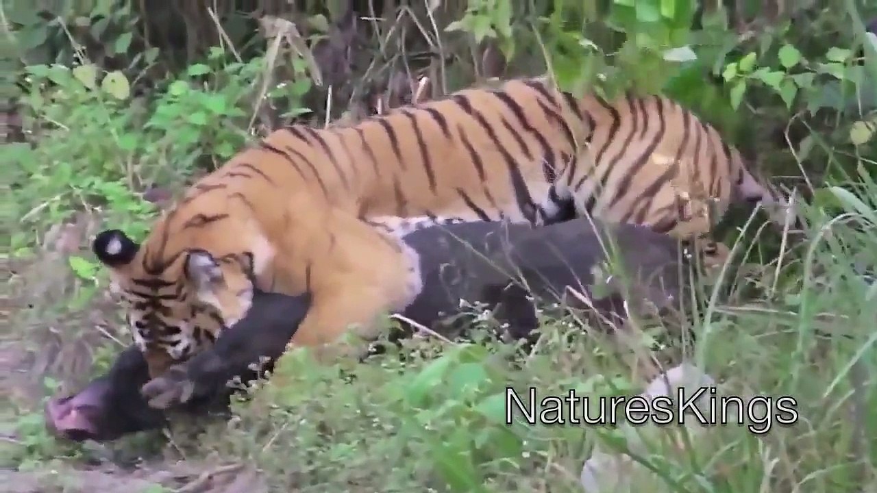 Boar vs Tiger Tiger Attack National Geographic Wild & Discovery Channel HD™ (Official)