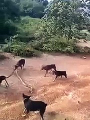 Собаки напали на змею: инцидент с Ilonga itlar