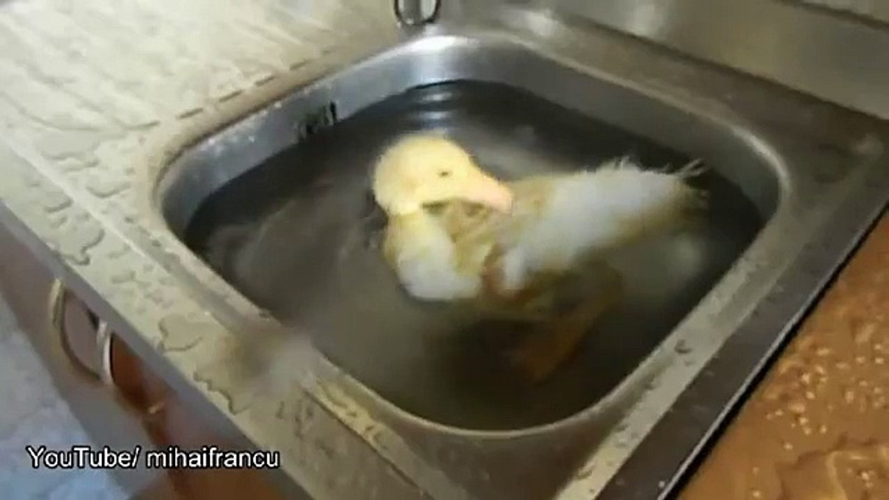 Duckling in the kitchen sink
