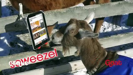 SQWeezel - Universal Clamp-on Stand For Tablets