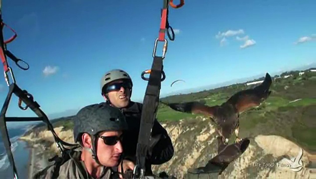 Parahawking