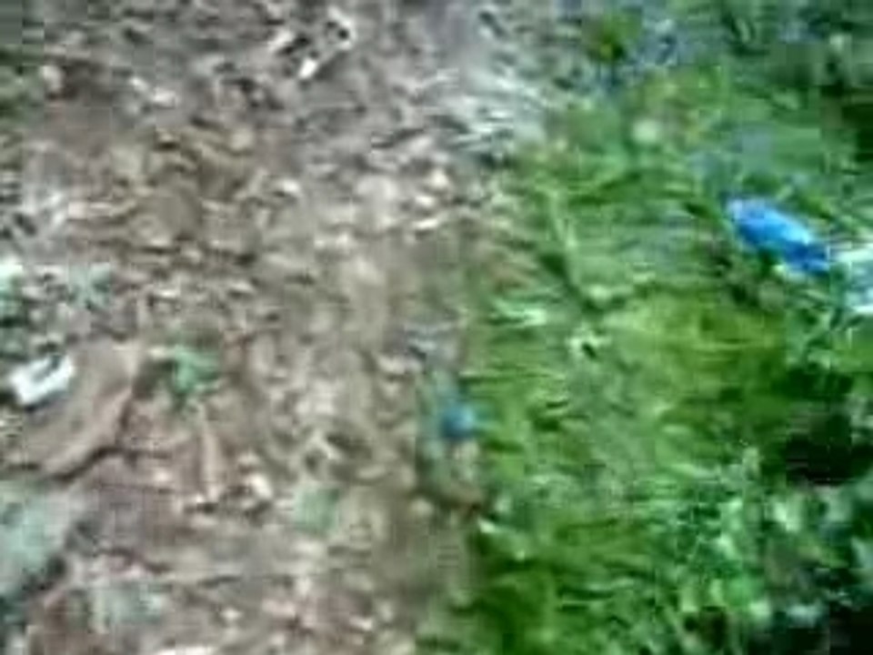 Journey through the woods