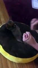 ¡Imperdible! El Chihuahua Que Aprende A Boxear