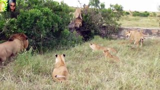 Male Lions Fights Part 2 2015 Best Clips! HD