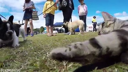 Un chat à la rencontre de chiens