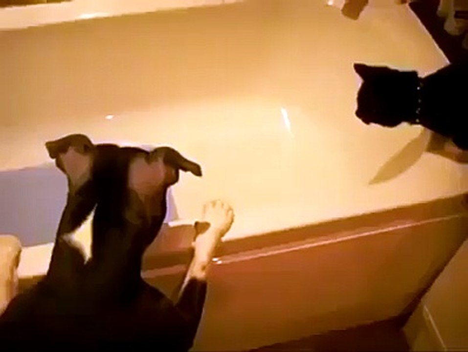 Cat Funny Video - Funny Clip