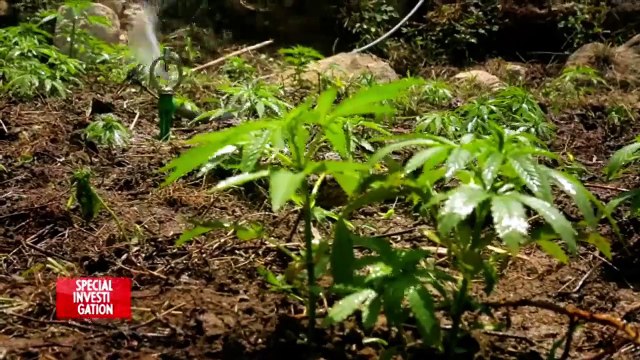 Au royaume du shit : dans une plantation de cannabis
