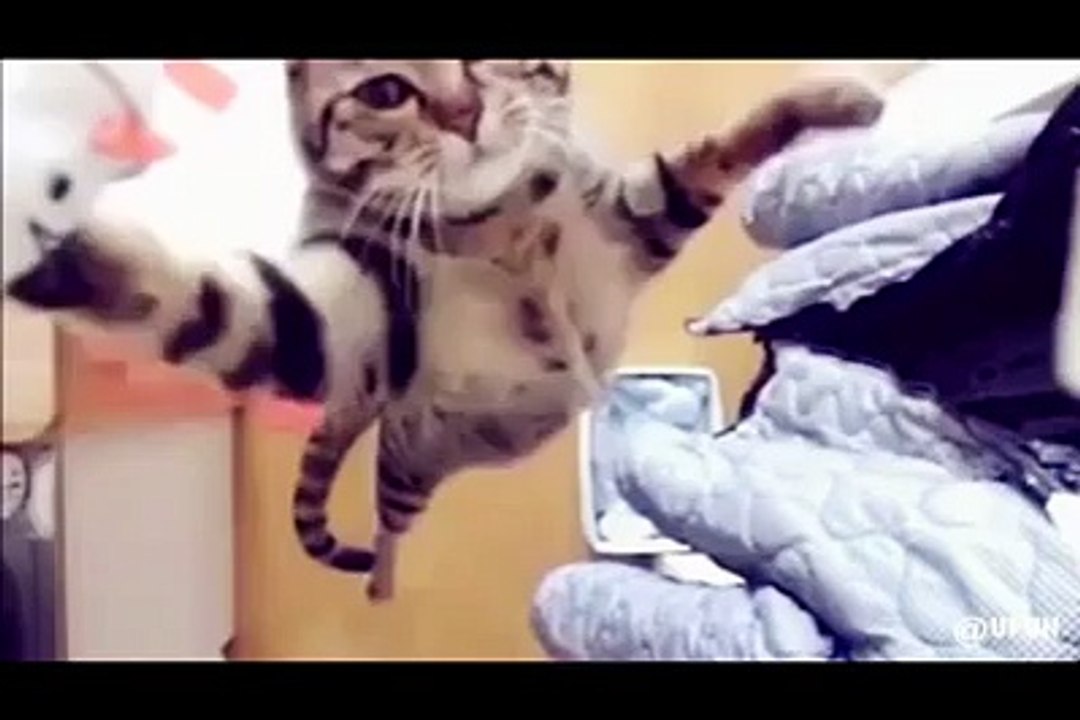 Funny Cats compilation - Funny Clip