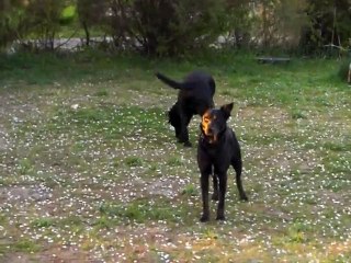 Dino and Theis finding "frikadeller" in the garden.