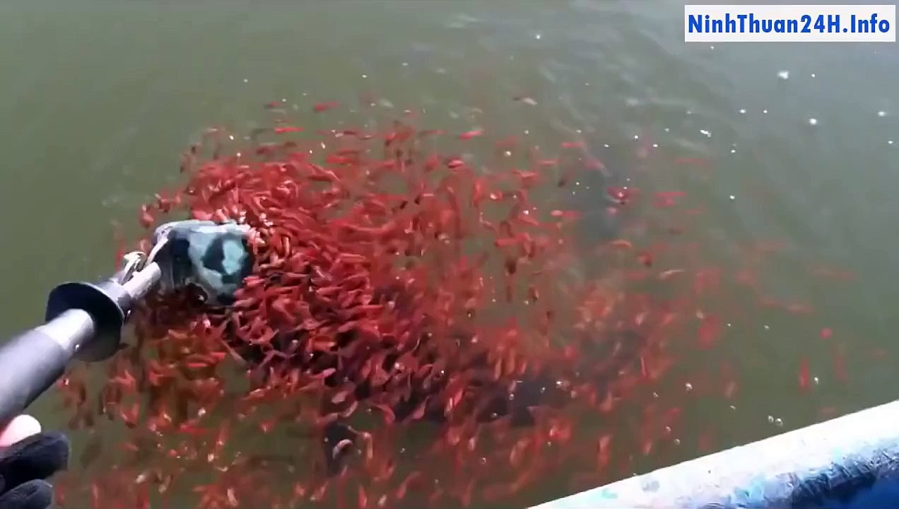 Xúc động cá mẹ mắc câu, cả ngàn cá con lao vào cứu