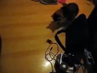 Cat goes hunting in mouse infested house! MUST SEE!