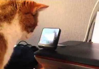 Cat Uses His Head to Turn Off Printer