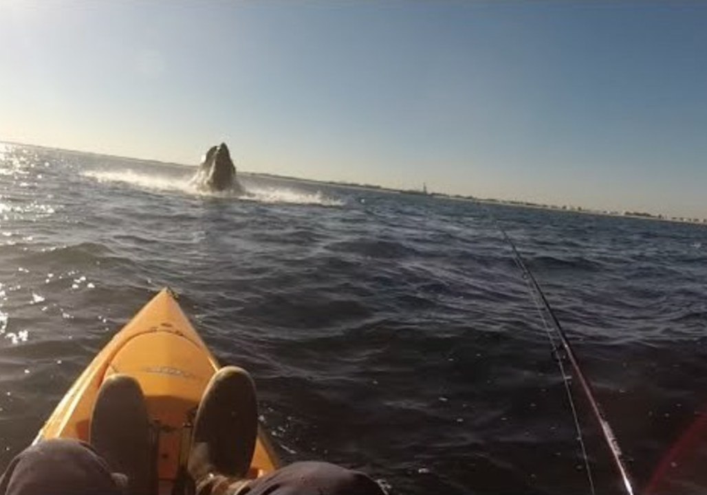 Whale Breaches in Kayaker's Path video Dailymotion