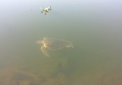 Rare Seal Turtle Spotted in California River