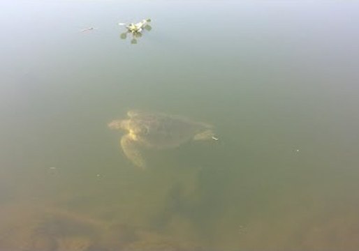 Rare Seal Turtle Spotted in California River