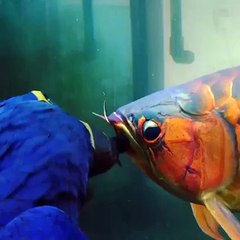 Parrot trying to kiss a fish
